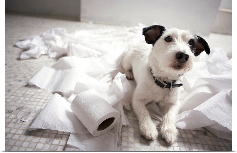 Photograph of a jack Russell terrier laying on a bathroom floor surrounded by toilet paper.