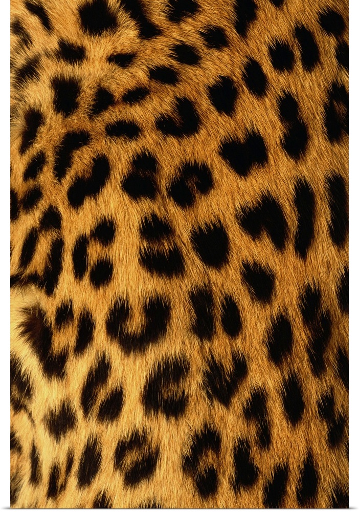 Jaguar Fur