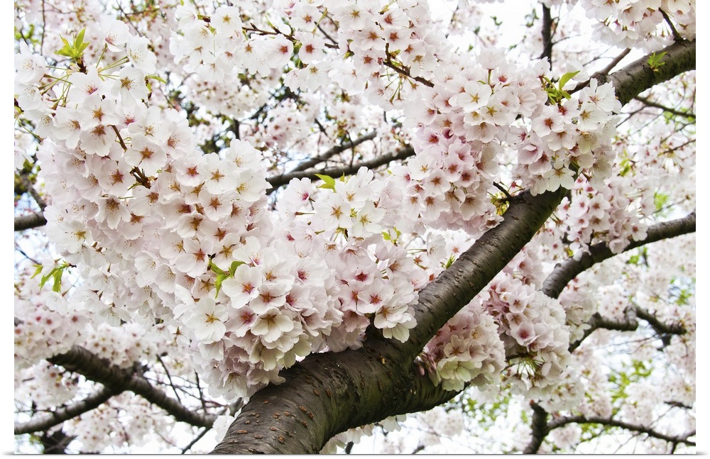 Bunches of Japanese cherry blossoms hanging over the branch of the tree.