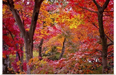 Japanese maple trees.