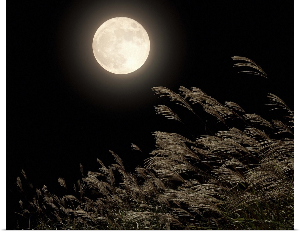 Japanese pampas grass under moon