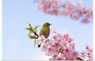 Japanese white eye bird on cherry blossom with blue sky.
