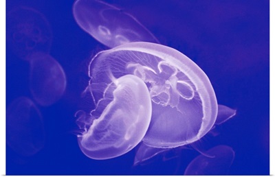 Jellyfishes in Genova Aquarium, Italy.