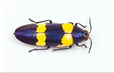 Jewel Beetle Chrysochroa Mniszechii From Thailand