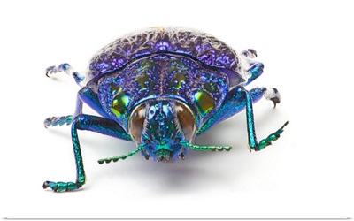 Jewel Beetle From Madigascar, Polybothris Sumptuousa Gema, The Gema Beetle