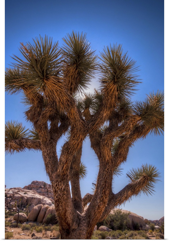 Joshua tree in desert with blue sky at Barker Dam.