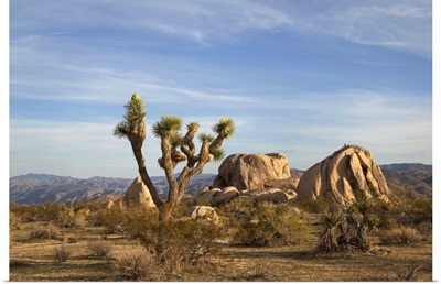 Joshua Tree and boulders in desert scene.