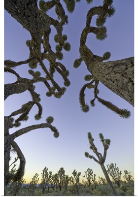 Joshua Tree forest, Nevada