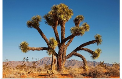 Joshua tree in desert with blue sky