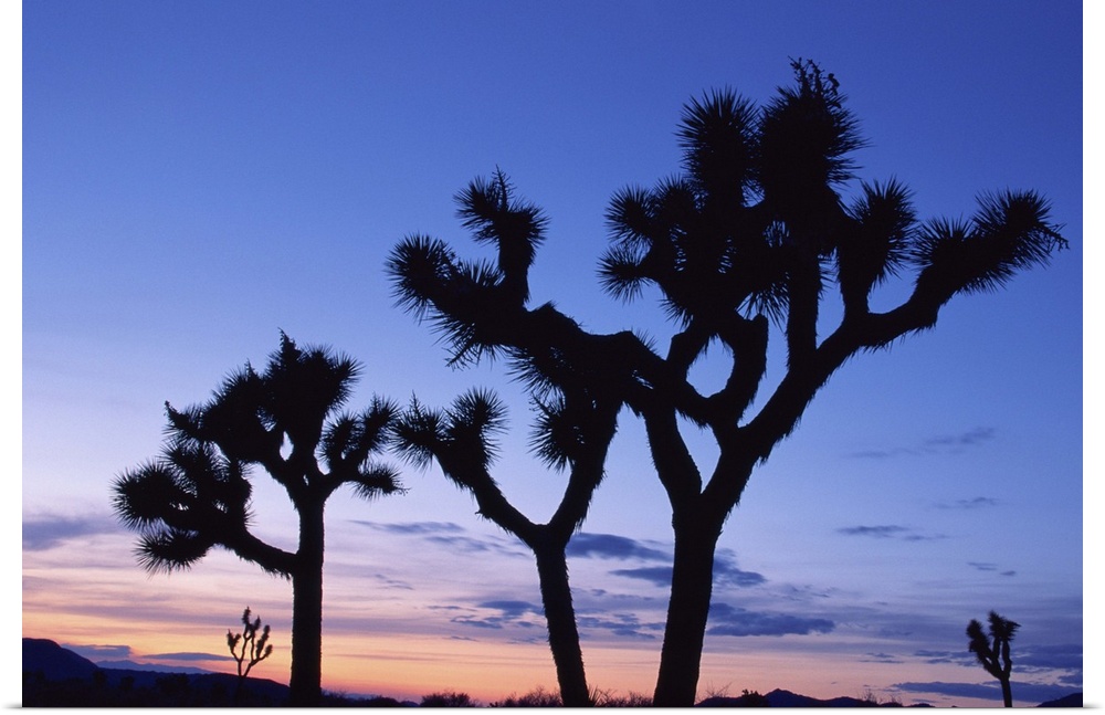 Joshua Tree National Park at sunset , California