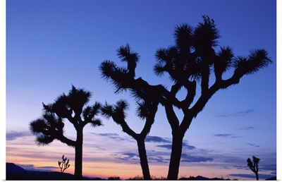 Joshua Tree National Park at sunset, California