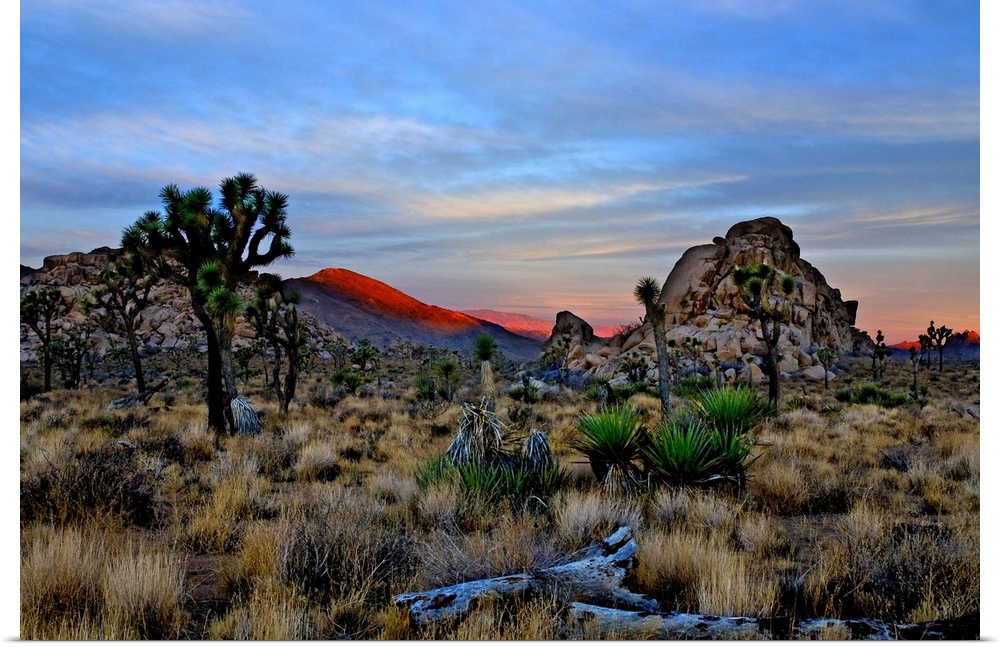 A view to the west as the sun rises over the Mojave Desert with the alpenglow on the distant hills. A tall Joshua tree sta...