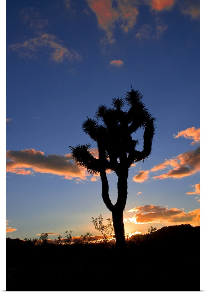 Joshua Tree sunset with silhouetted tree.