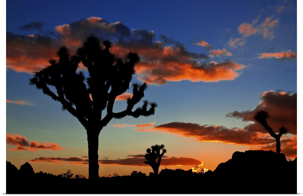 A silhouetted Joshua tree and the setting December sun.Joshua Tree National Park, California.