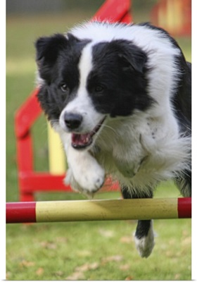 Jumping border collie during trial