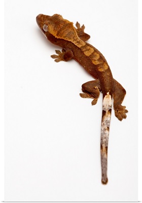Juvenile crested gecko lizard crawling