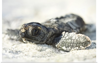 Juvenile sea turtle makes its way down to shoreline.