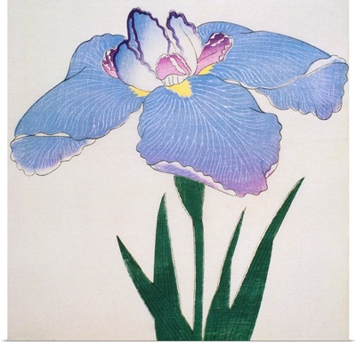 Kaku Jaku Ro Book Illustration Of A Blue Iris