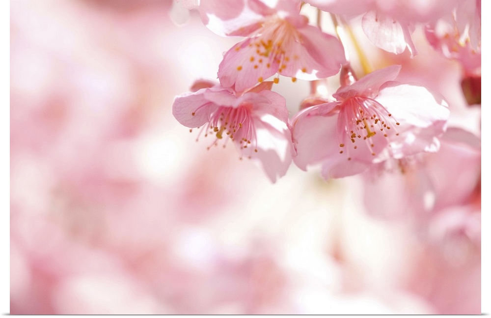 Kawazu cherry blossom.