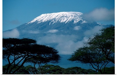 Kilimanjaro And Acacia Trees