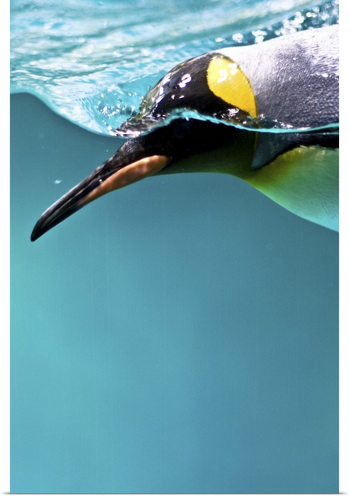 King Penguin swimming underwater