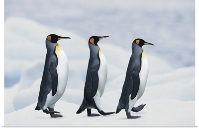 King Penguins walking in single file