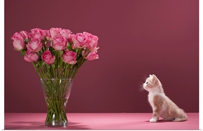 Kitten admiring vase of roses