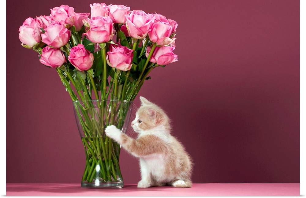 Photograph of small kitten beside tall glass vase of flowers.