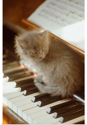 Kitten sitting on piano keyboard, close-up