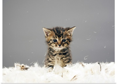 Kitten surrounded by feathers