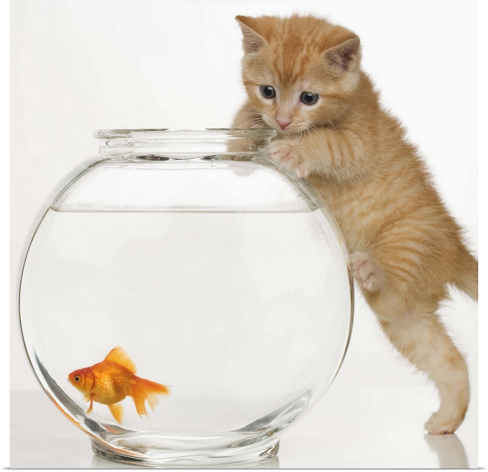 Kitten trying to get at a goldfish