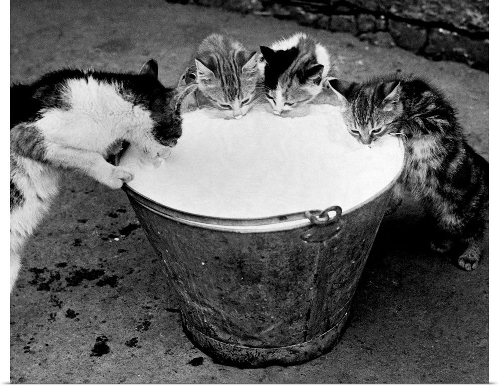Three kittens and their mother enjoy an unattended pail of milk, September 1934.