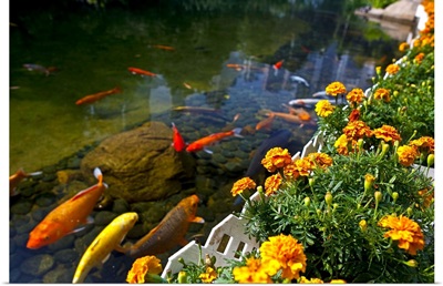 Koi fish swimming by flower garden