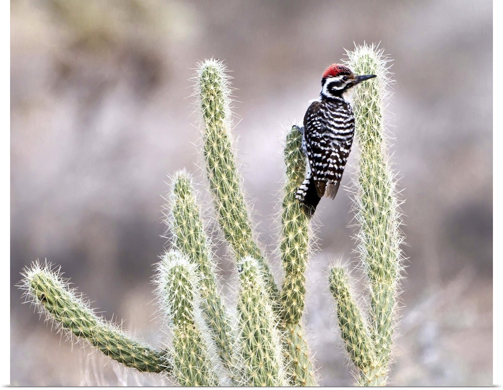 Ladder backed woodpecker resting on Gander's Cholla in Vallecito in the Anza Borrego Desert, California.