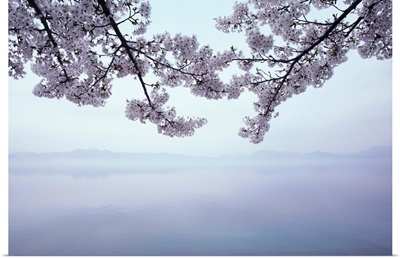 Lake Tazawa And Cherry Blossoms