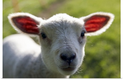 Lamb in pasture