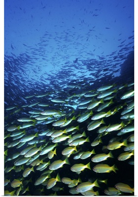 Large group of Bigeye Snapper fish swimming underwater, Thailand