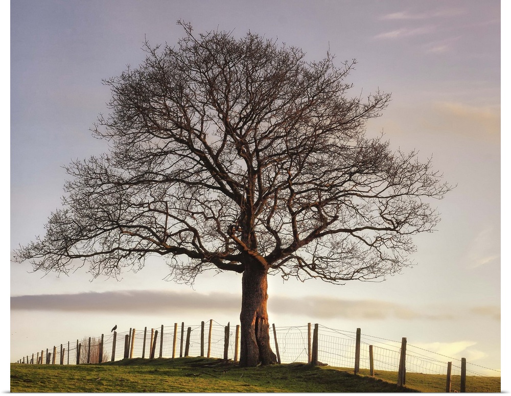Big photo on canvas of a tree sitting in a field with a fence going through it.