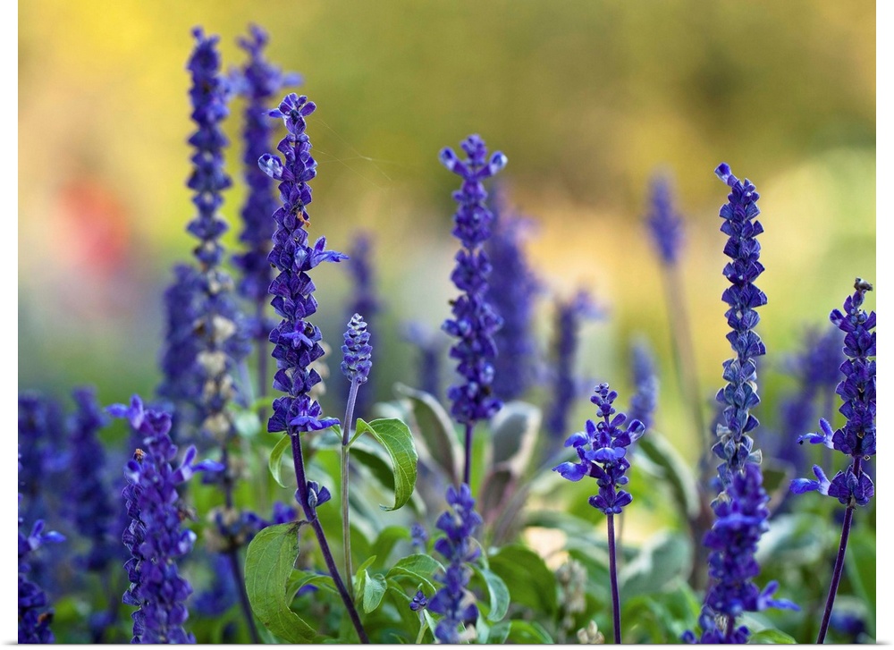 Late summer garden filled with violet colored Salvia flowers with colorful blurred background.