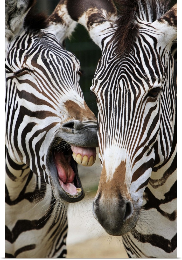 close-up of head of zebras, Equus Sp., Berlin zoo