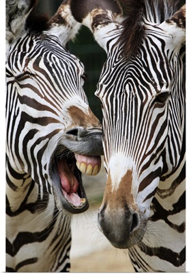 Laughing zebras, Berlin Zoo