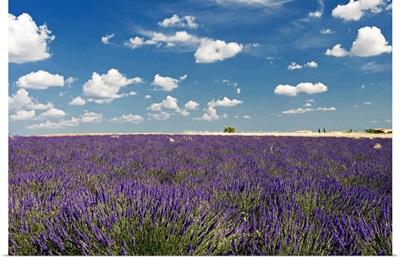 Lavender field against blue sky.