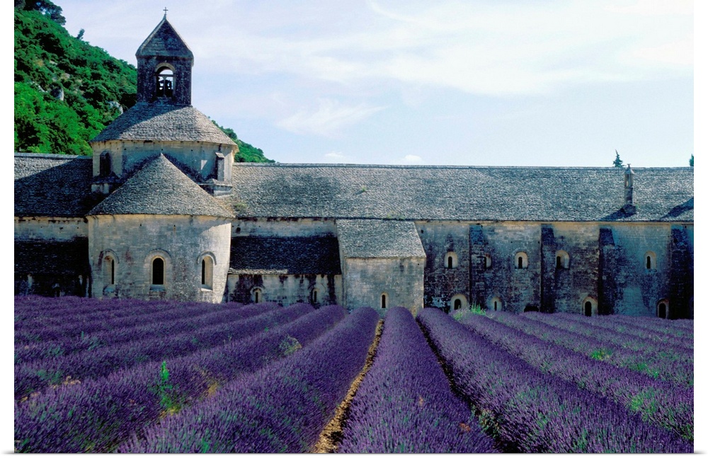 Lavender fields at the Abbeye du Senanque near Gordes, in the Vaucluse, Provence, France