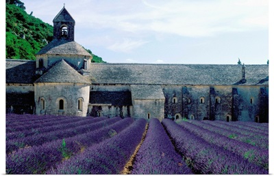 Lavender Field At Abbeye Du Senanque