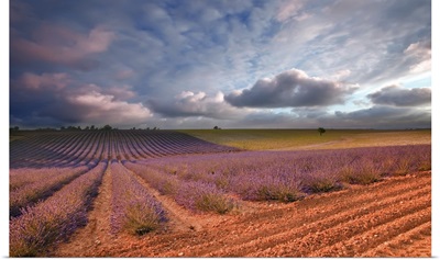 Lavender field at sunset, Valensole, France