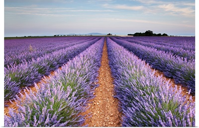 Lavender field in blossom, France.
