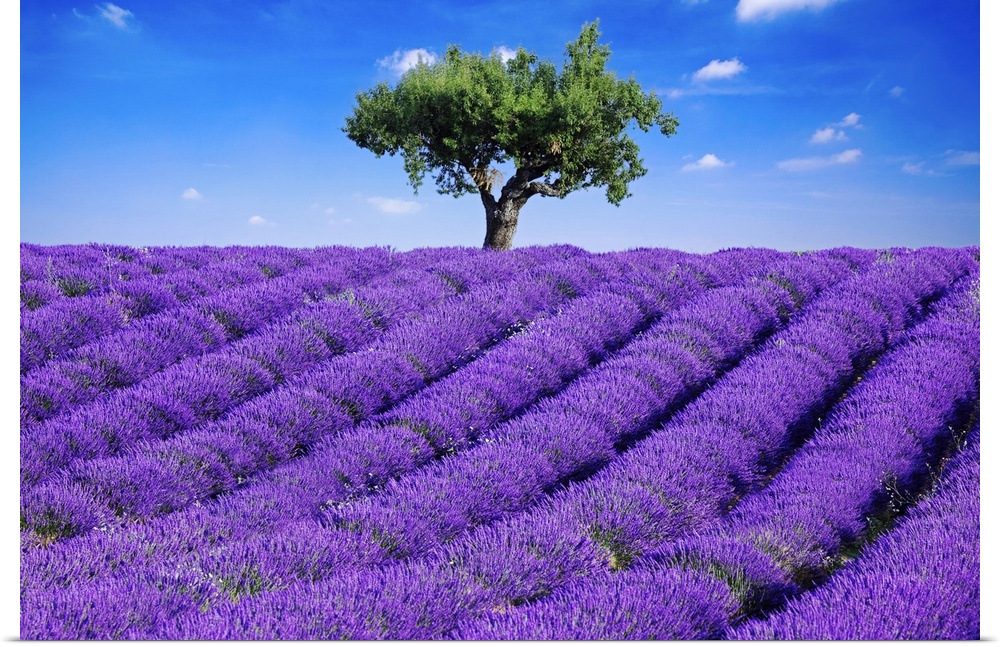 Photo of a field of bright purple lavender flowers blooming in the Haute Provence, France.