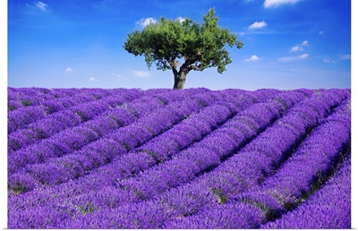 Lavender field in summer with one tree. Haute Provence, France
