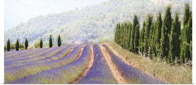 Lavender fields, France.