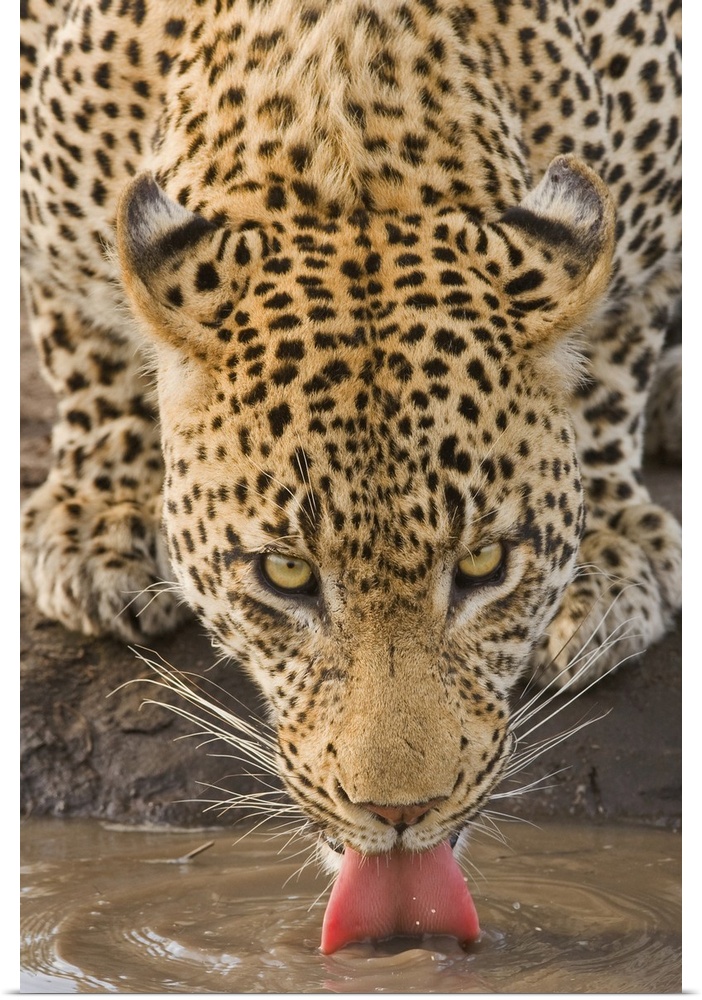 Leopard drinking, Greater Kruger National Park, South Africa